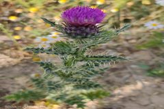 Cirsium verutum